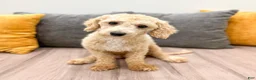 Bichpoo dogs for sale: Romeo - Ad 7