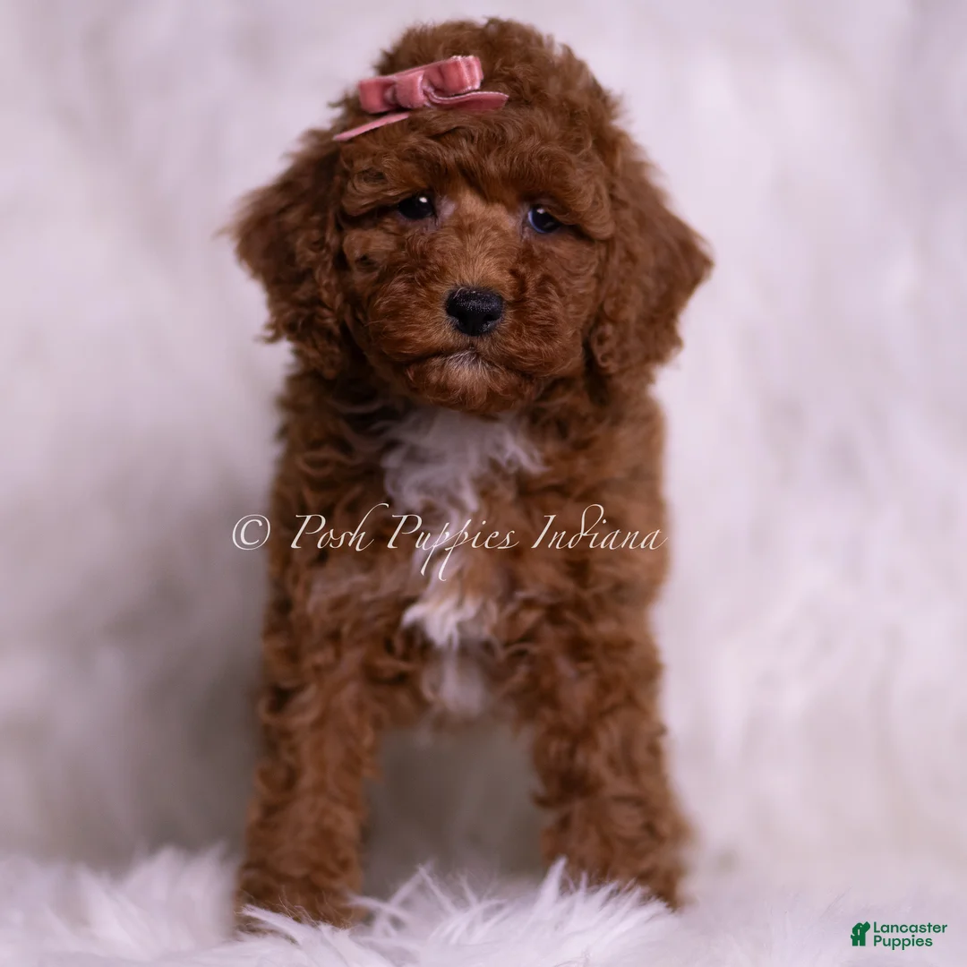 Toy Poodle dogs for sale: Stasha - Ad 1