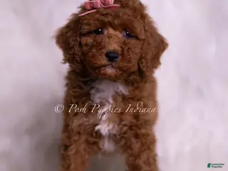 Toy Poodle dogs Stasha - Ad 42
