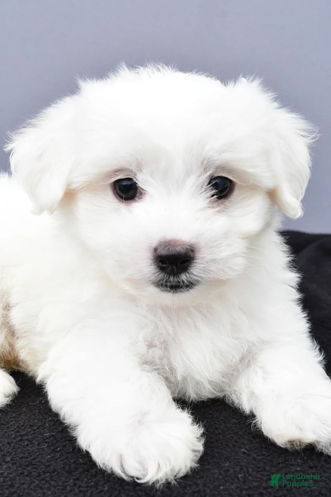 Maltese dogs for sale: Cooper - Ad 10