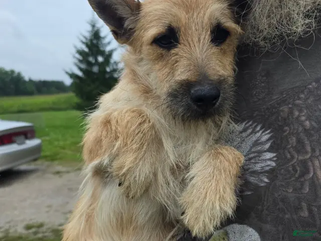 Cairn Terrier dogs for sale: Cairn Terrier 1 - Ad 1
