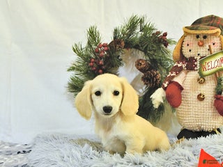 Miniature Dachshund dogs - Ad 25