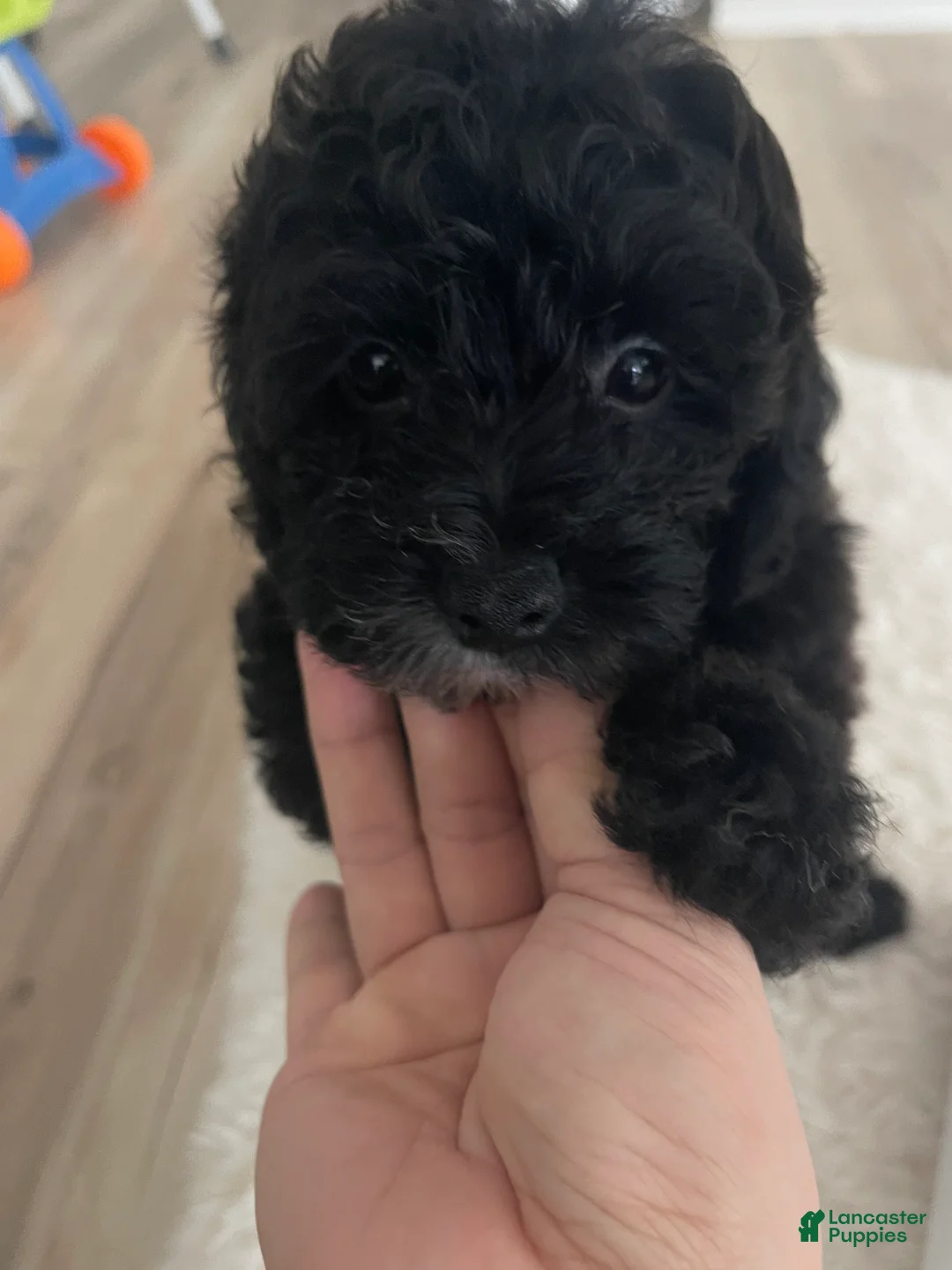 Toy Poodle dogs for sale: Toy Poodle Puppy 1 - Ad 2