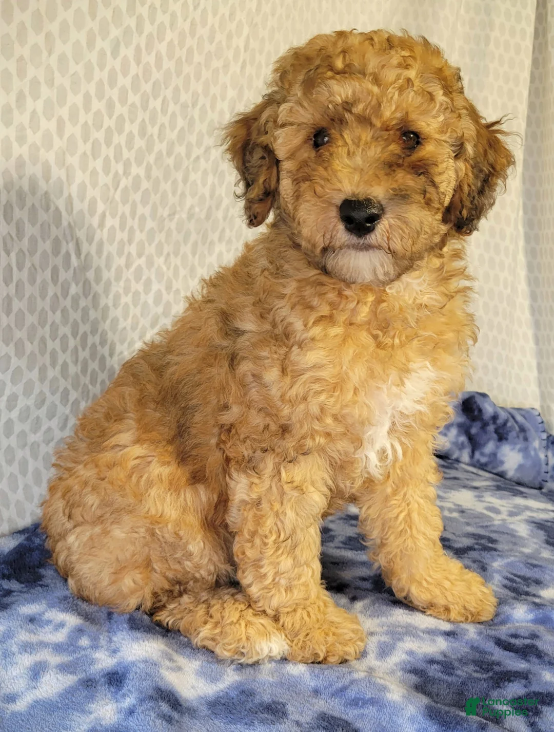 Cockapoo dogs for sale: Diesel  - Ad 4