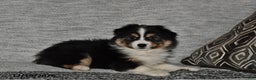 Miniature Australian Shepherd dogs for sale: Buttons - Ad 1