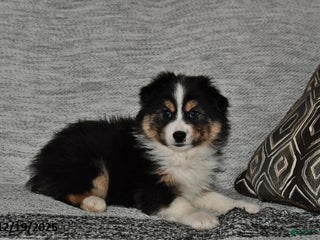 Miniature Australian Shepherd dogs Buttons - Ad 7