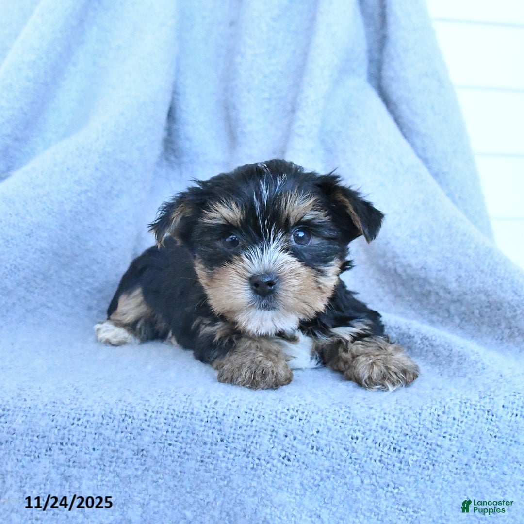 Yorkshire Terrier dogs for sale: Flash - Ad 2