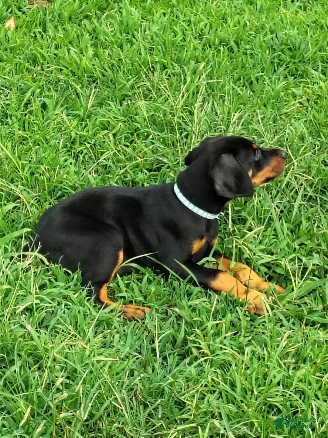 Doberman Pinscher dogs for sale: Doberman Pinscher / Light Blue - Ad 2