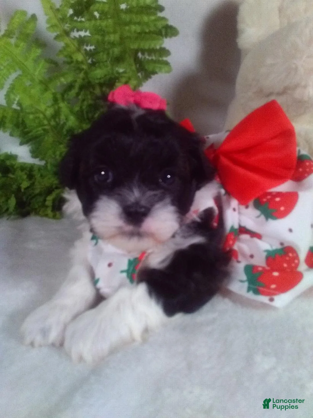 Shihpoo dogs for sale: Kiki - Ad 2