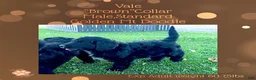 Mixed Breed dogs for sale: ⭐ Vale — Brown Collar • Male • Golden Mt Doodle - Ad 2