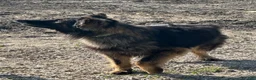 German Shepherd dogs for sale: German Shepherd 1 - Ad 4