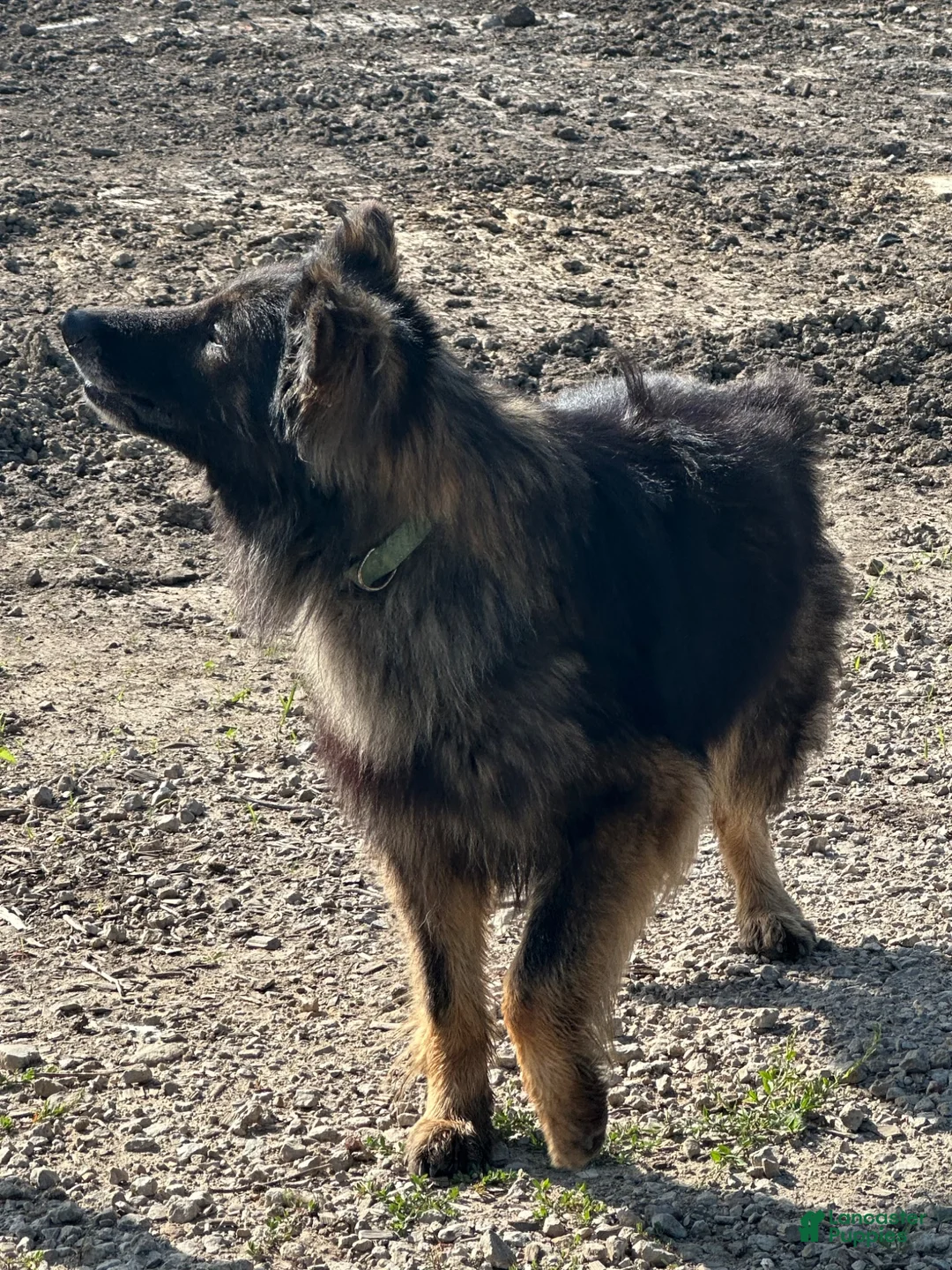 German Shepherd dogs for sale: German Shepherd 1 - Ad 4