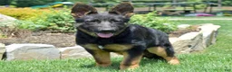 German Shepherd dogs for sale: Diamond - Ad 10