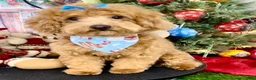 Yorkiepoo dogs for sale: Yorkiepoo 3 - Ad 4