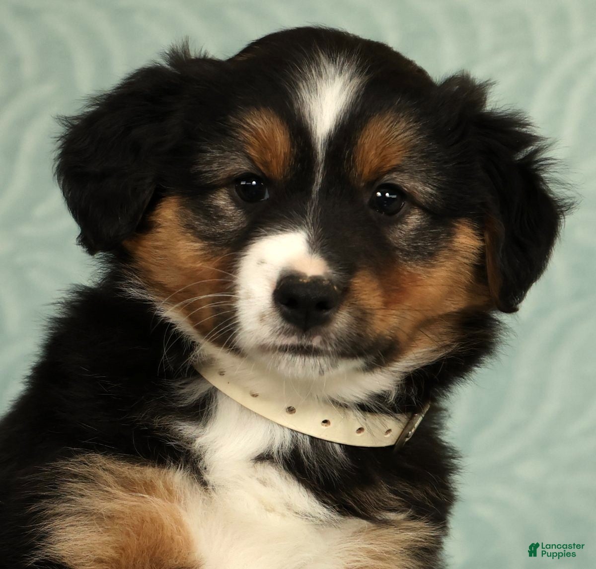 Australian Shepherd dogs for sale: Willow - Ad 9