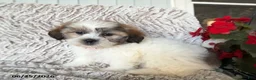 Teddy Bear dogs for sale: Olive - Ad 1