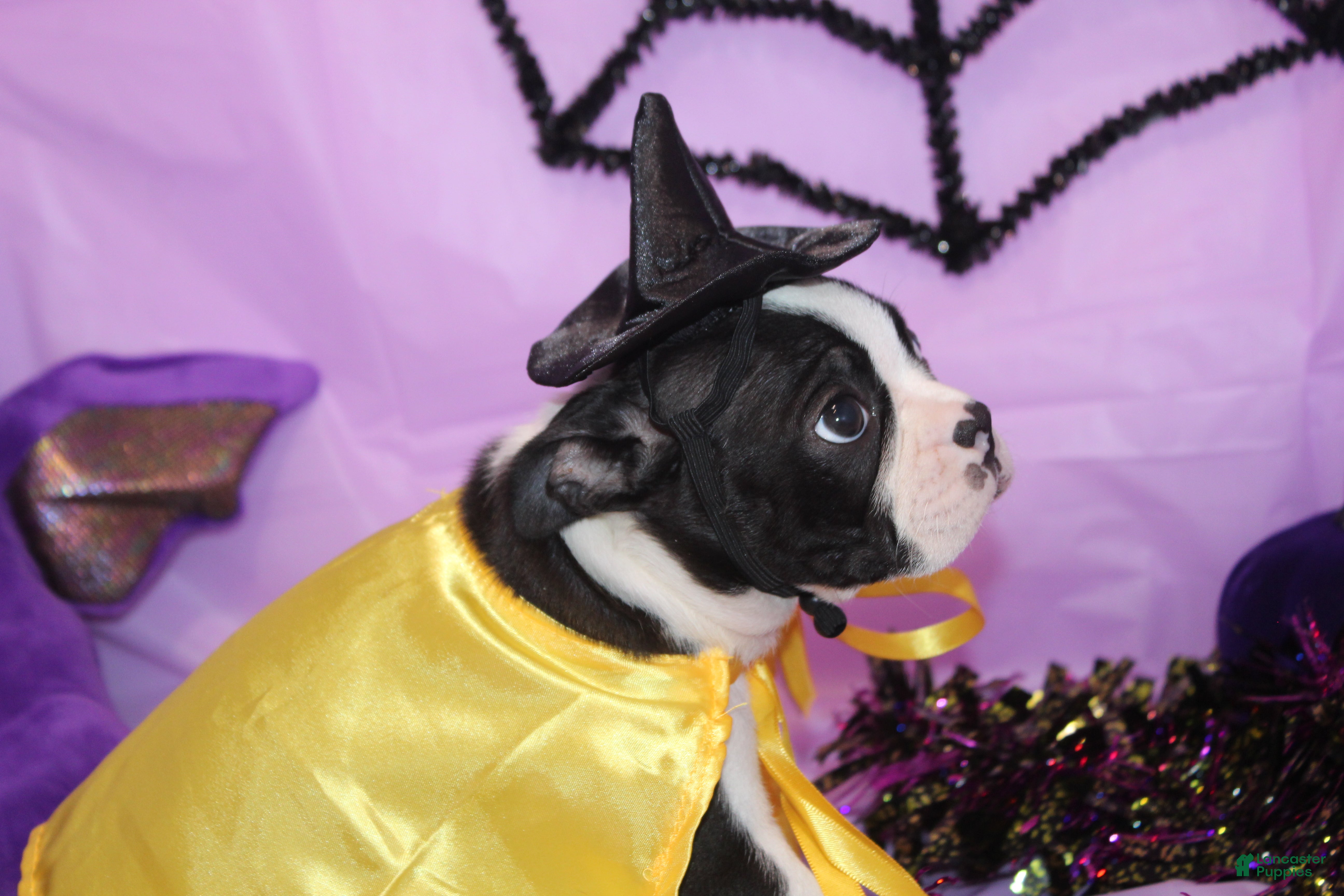 Boston Terrier dogs for sale: Zellah Our Curious Little Girl with a Big Personality - Ad 3