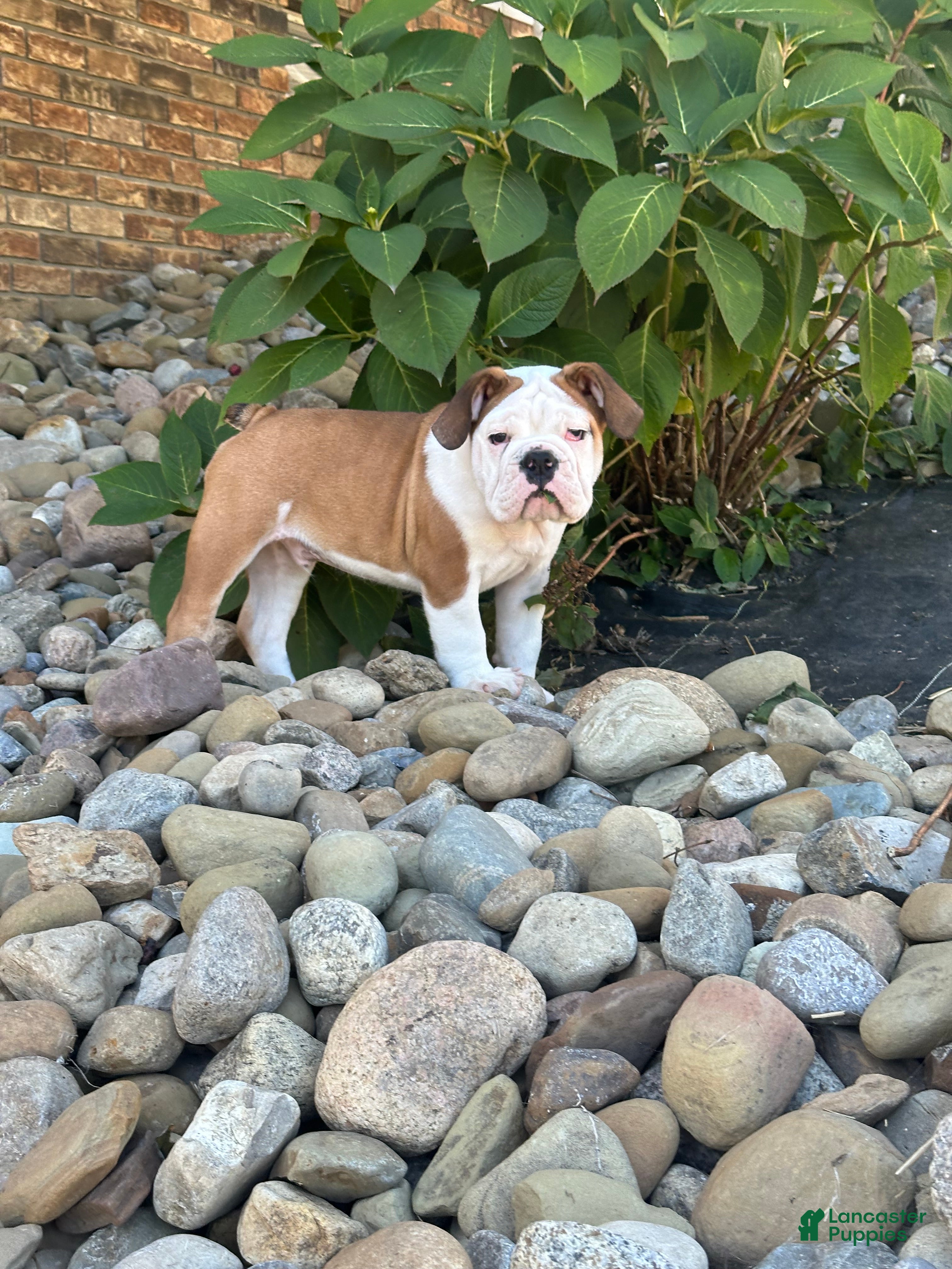 English Bulldog dogs English Bulldog 1 - Ad 1