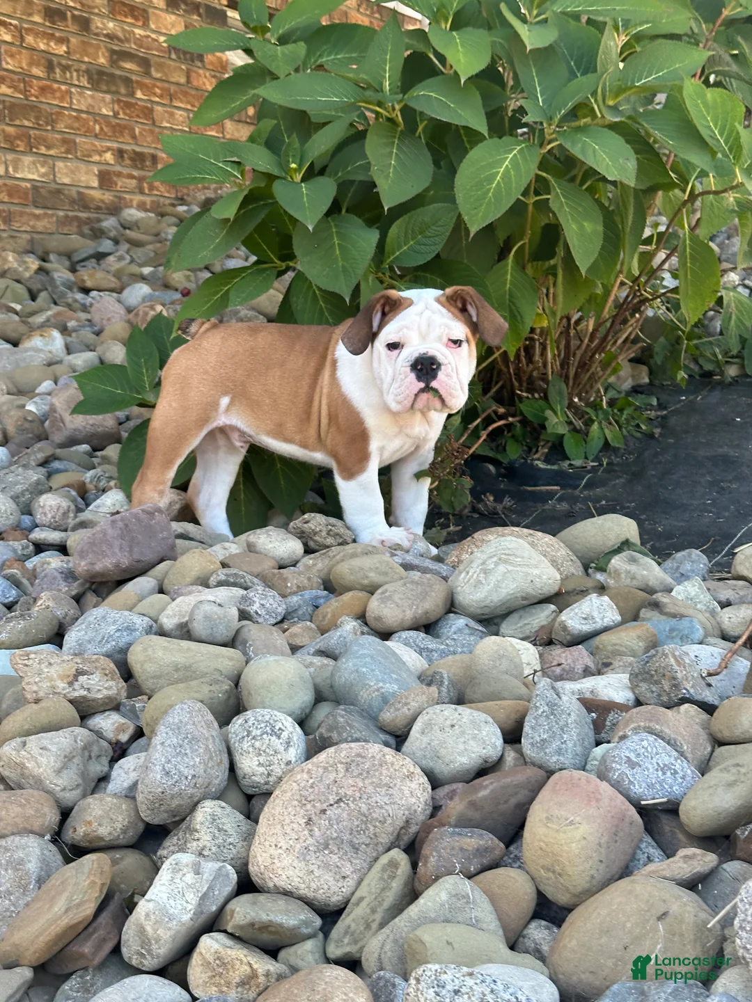 English Bulldog dogs for sale: English Bulldog 1 - Ad 1