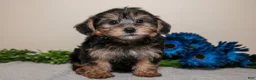 Yorkiepoo dogs for sale: Jett - Ad 3