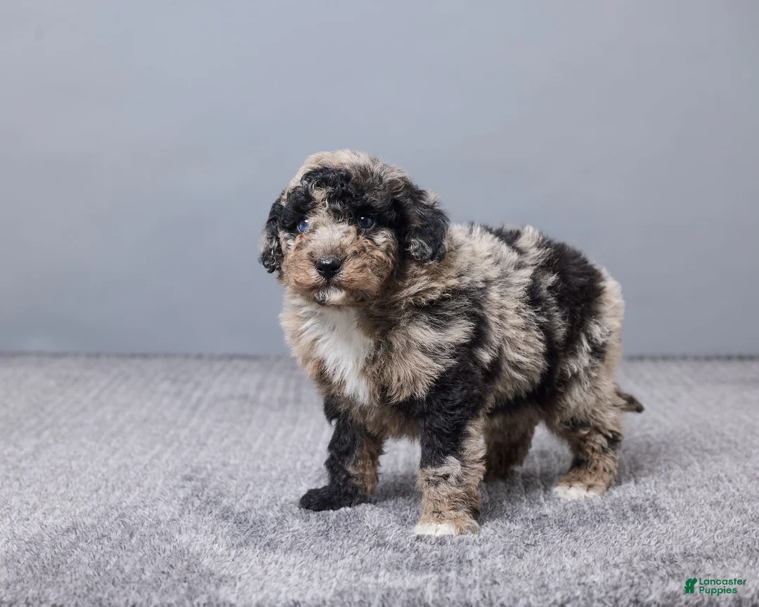Sheepadoodle dogs for sale: Francois - Ad 4