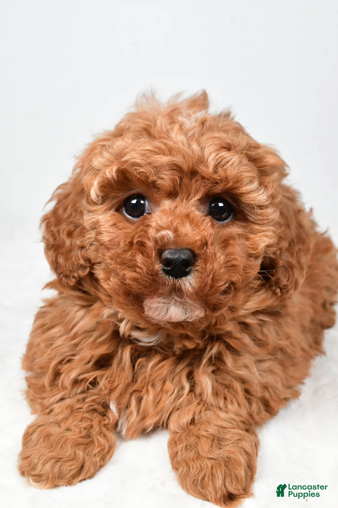 Cavapoo dogs for sale: Rosa - Ad 7