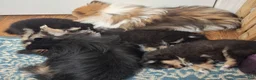 Pomeranian dogs for sale: Athena - Ad 9