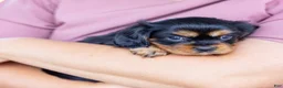 Cavalier King Charles Spaniel dogs for sale: Butch - Ad 10