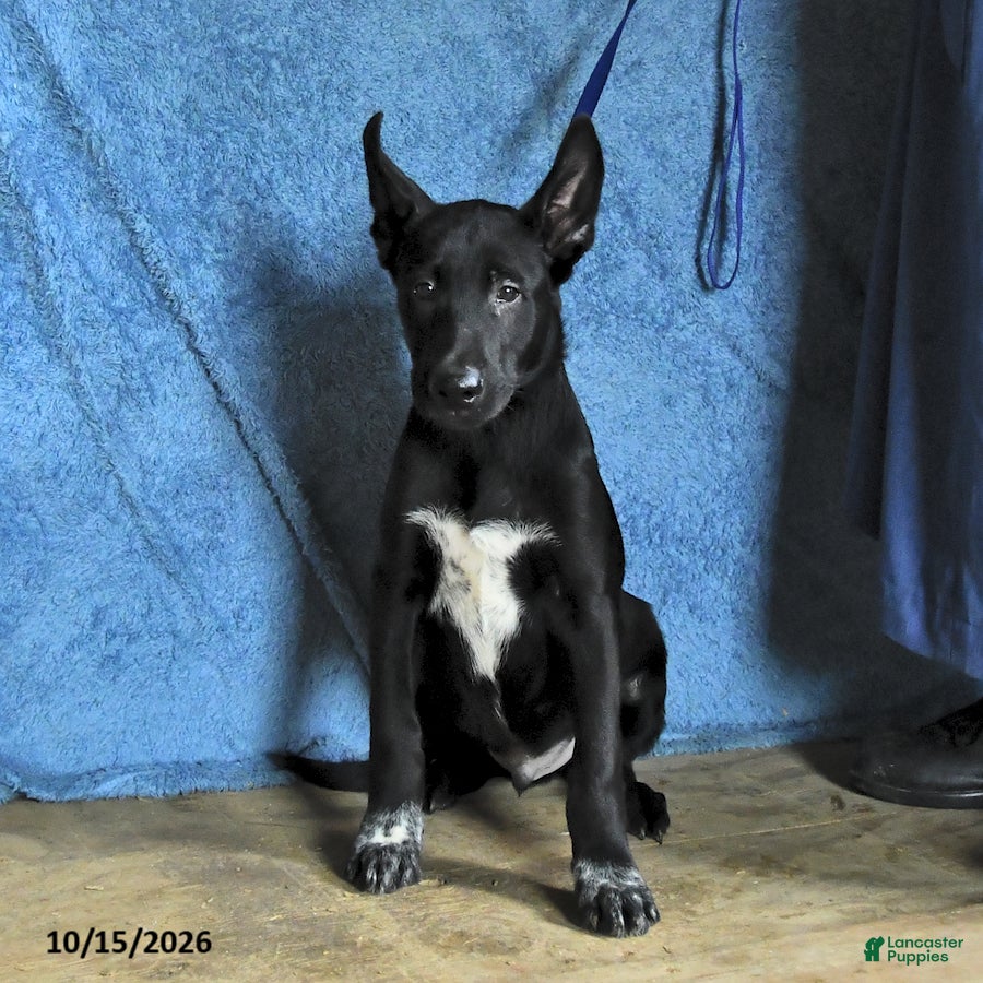 Belgian Malinois dogs for sale: Draco - Ad 1