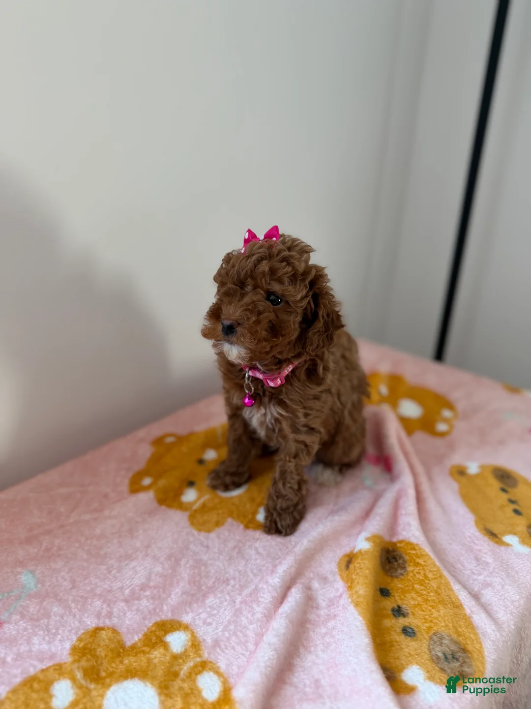 Toy Poodle dogs for sale: Tinkerbell - Ad 4