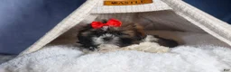 Shih Tzu dogs for sale: CHARLIE - Ad 19