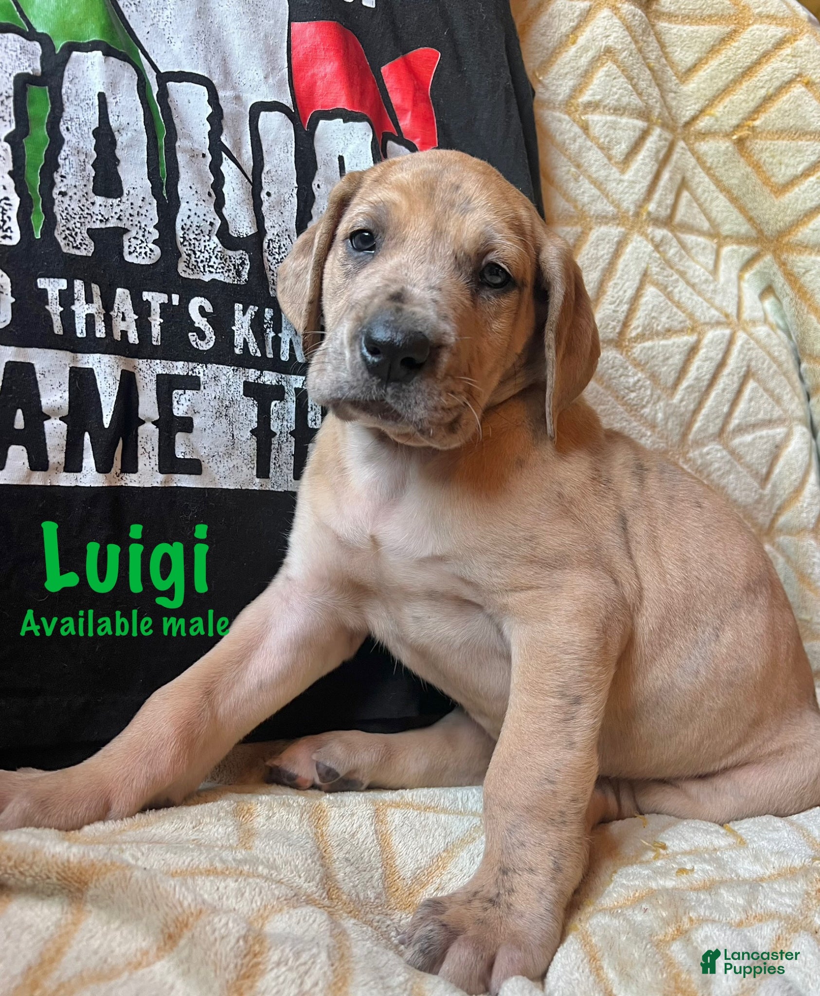 Great Dane dogs Luigi - Ad 2