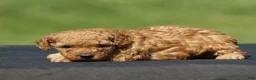 Toy Poodle dogs for sale: Angel - Ad 3