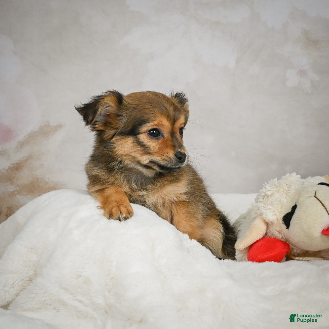 Chihuahua dogs for sale: Cuddly - Ad 10