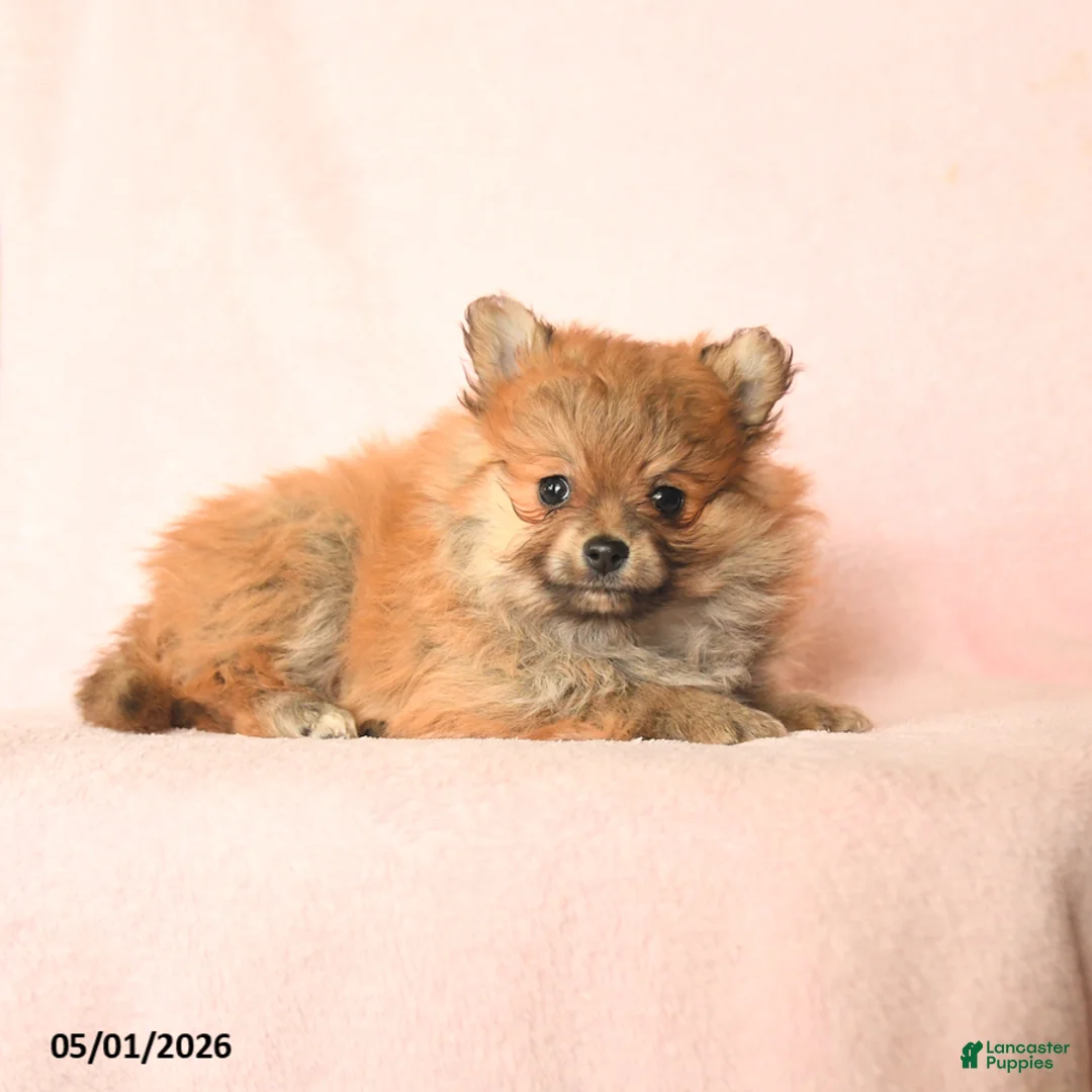 Pomeranian dogs for sale: Daisy - Ad 3