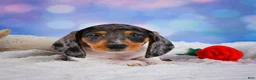 Miniature Dachshund dogs for sale: Prince - Ad 4
