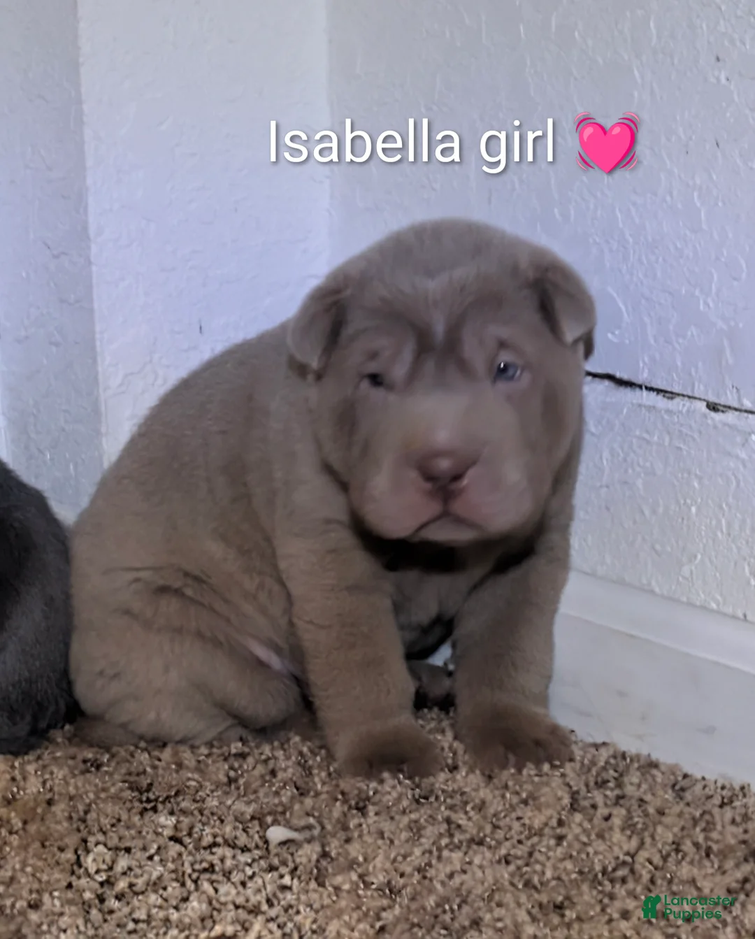 Shar Pei dogs for sale: Isabella Female  - Ad 2