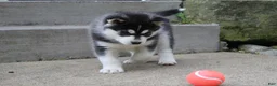 Siberian Husky dogs for sale: Blaze - Ad 4