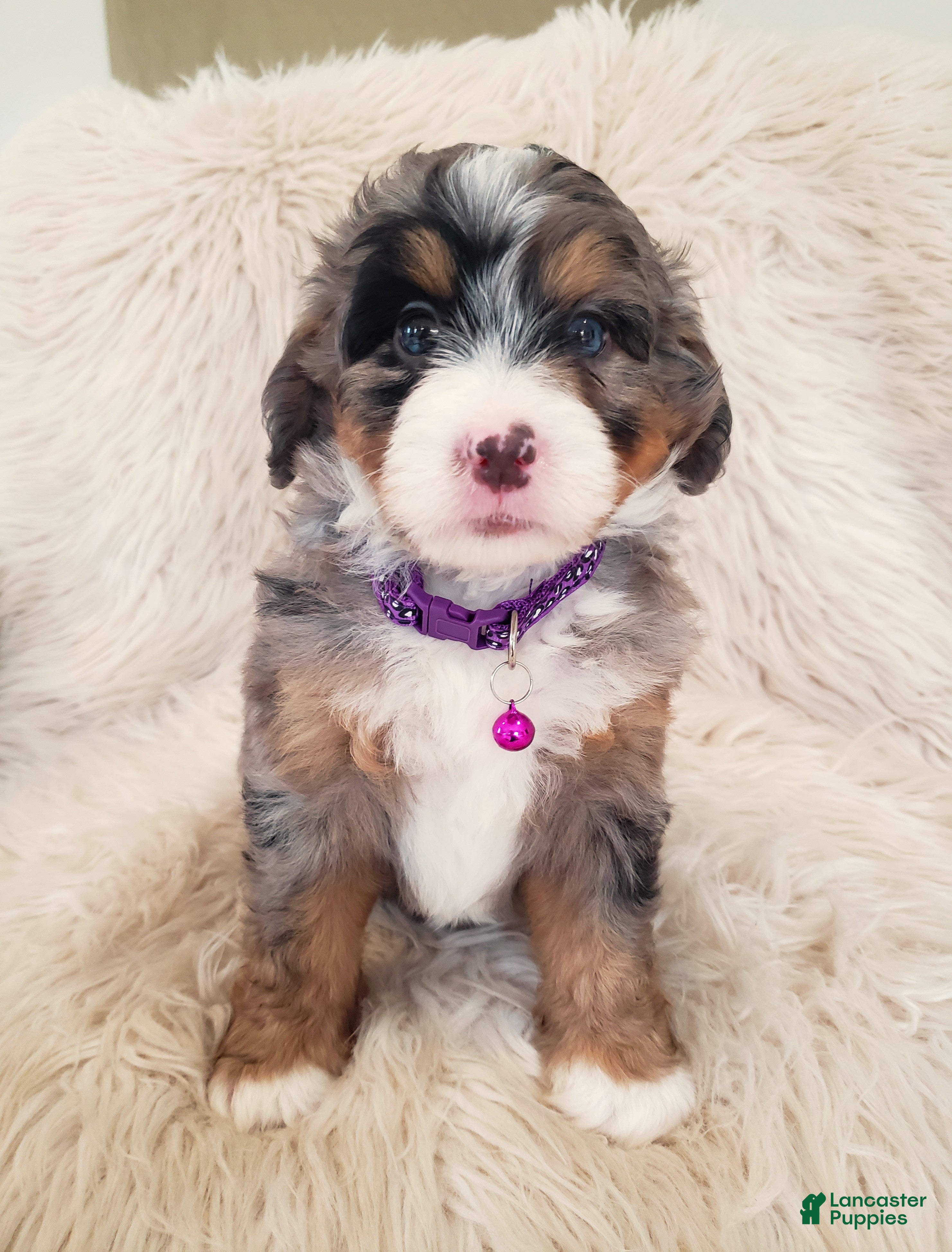 Mini Bernedoodle dogs WINONA - Ad 2