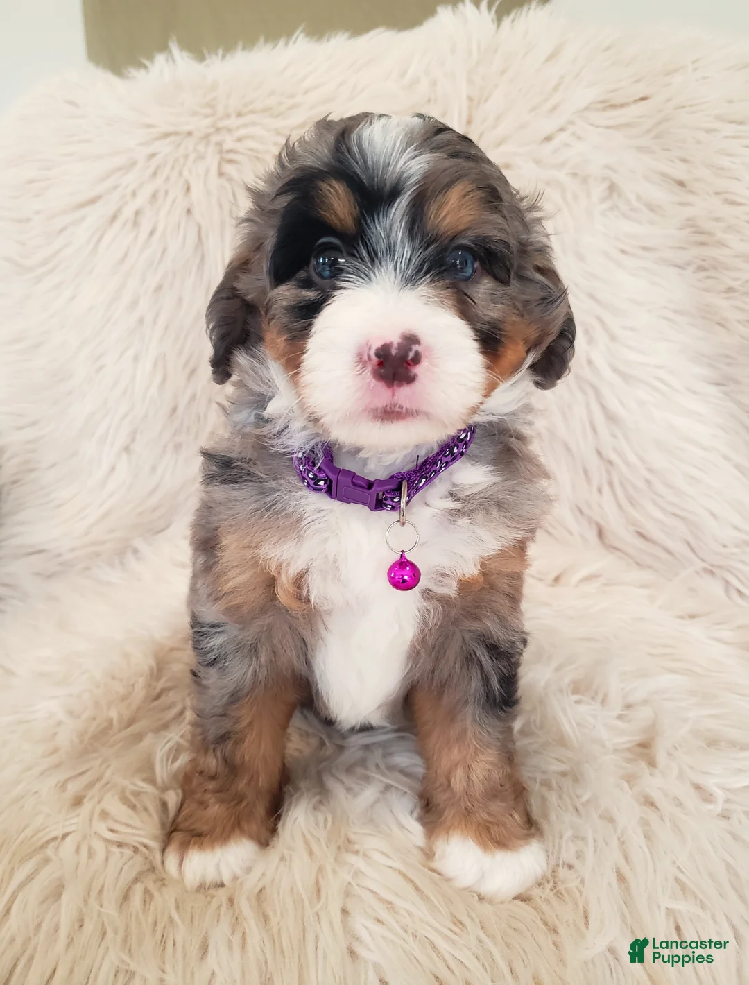 Mini Bernedoodle dogs for sale: WINONA - Ad 2