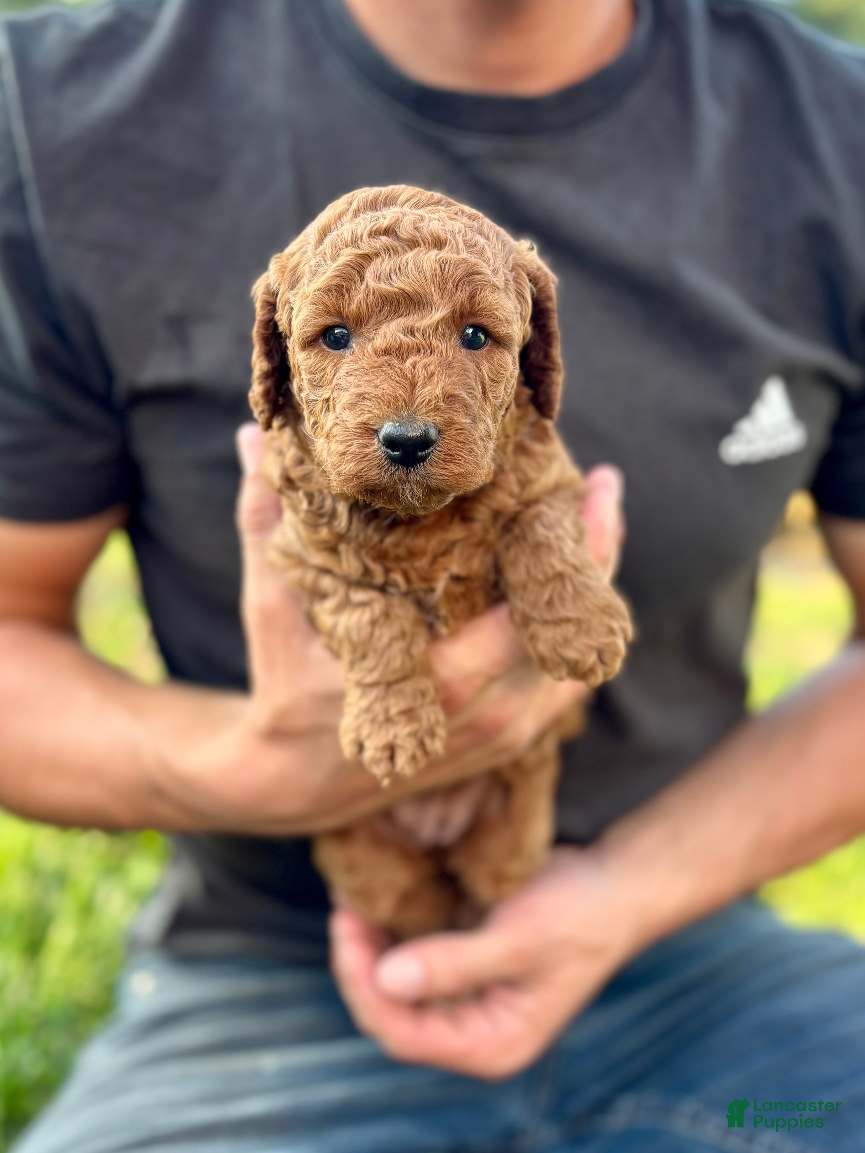 Mini Goldendoodle dogs Summer - Ad 1