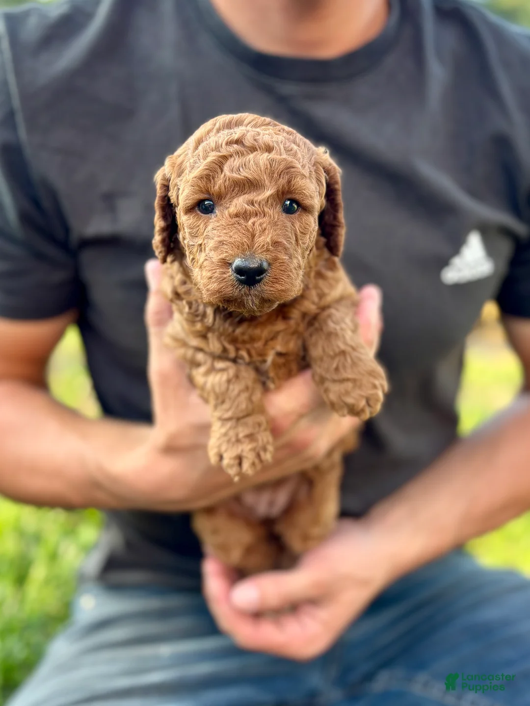 Mini Goldendoodle dogs for sale: Summer - Ad 1