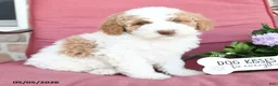 Miniature Poodle dogs for sale: Lisa - Ad 4