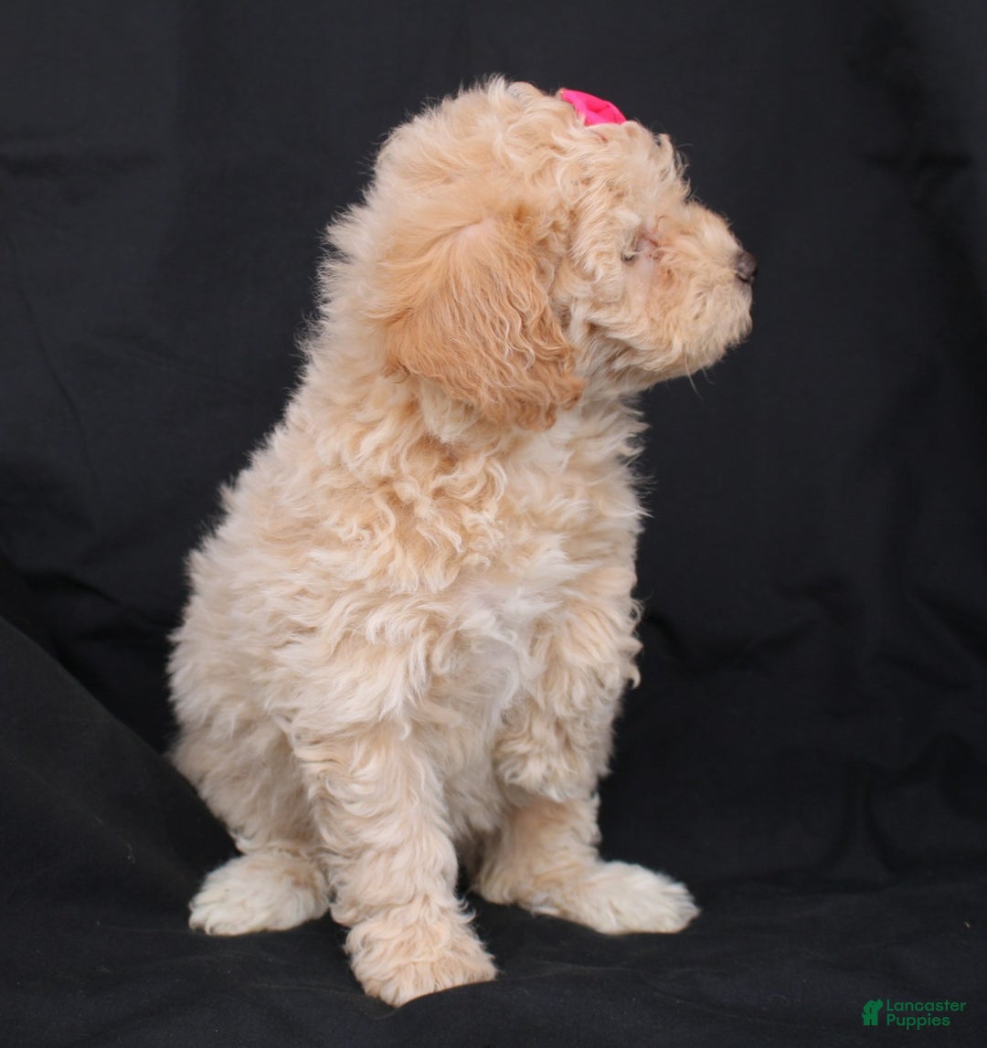 Bichpoo dogs for sale: Penny - Ad 6