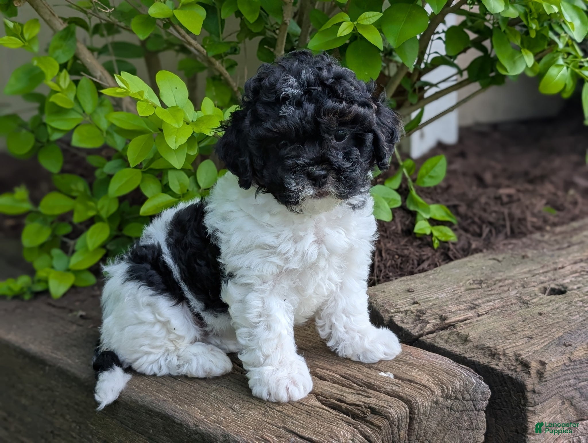 Shihpoo dogs Leo - Ad 1
