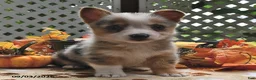 Welsh Corgi Pembroke dogs for sale: Bella    - Ad 4