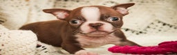 Boston Terrier dogs for sale: Katie - Ad 1