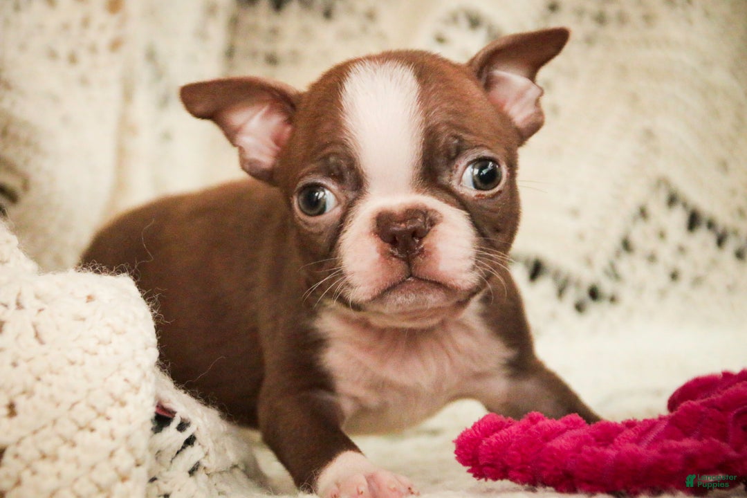 Boston Terrier dogs for sale: Katie - Ad 1
