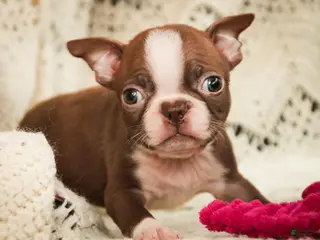 Boston Terrier dogs Katie - Ad 22