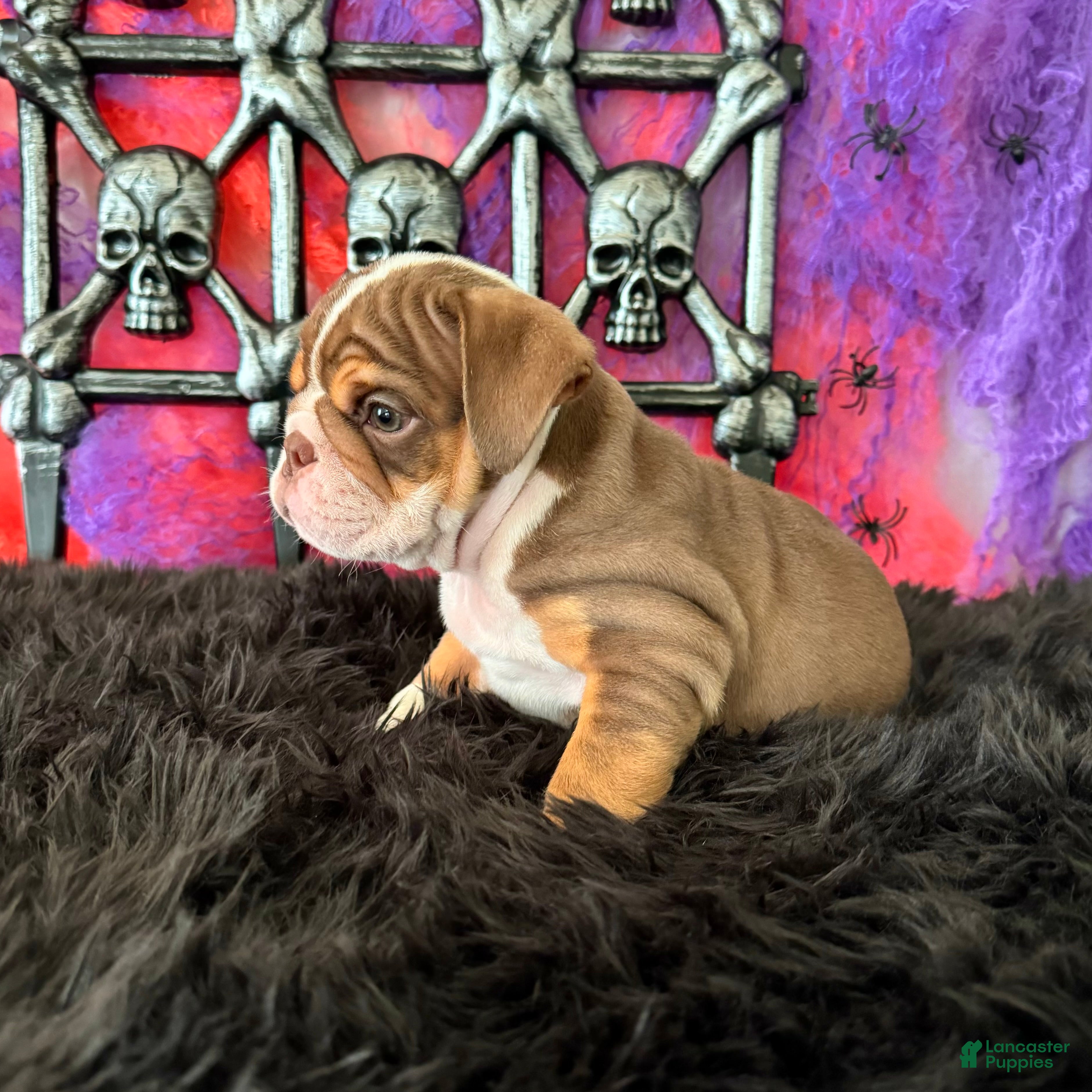 English Bulldog dogs Nugget - Ad 2